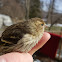 Pine Siskin