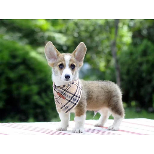 Unique Style Paws Dog & Cat Small Bandana Scarf Adjustable Dog Bandana Christmas Personalized Pet Products