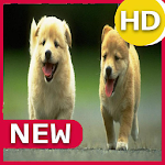 Cover Image of 下载 Puppies Wallpapers 2020 1.0 APK