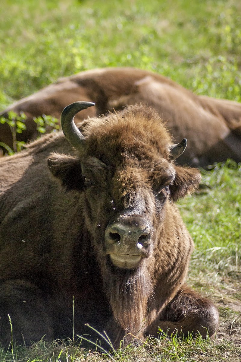 Wisent (European Bison)