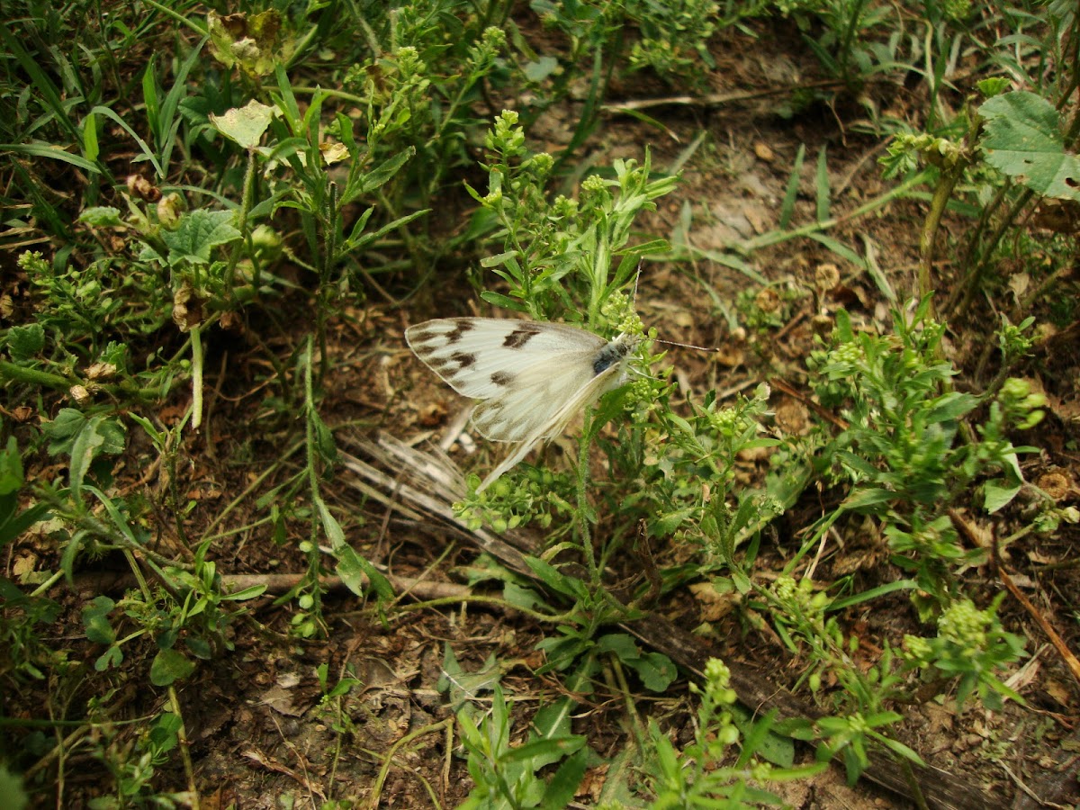 Checkered White or Southern Cabbage Butterfly