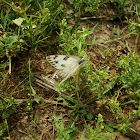 Checkered White or Southern Cabbage Butterfly