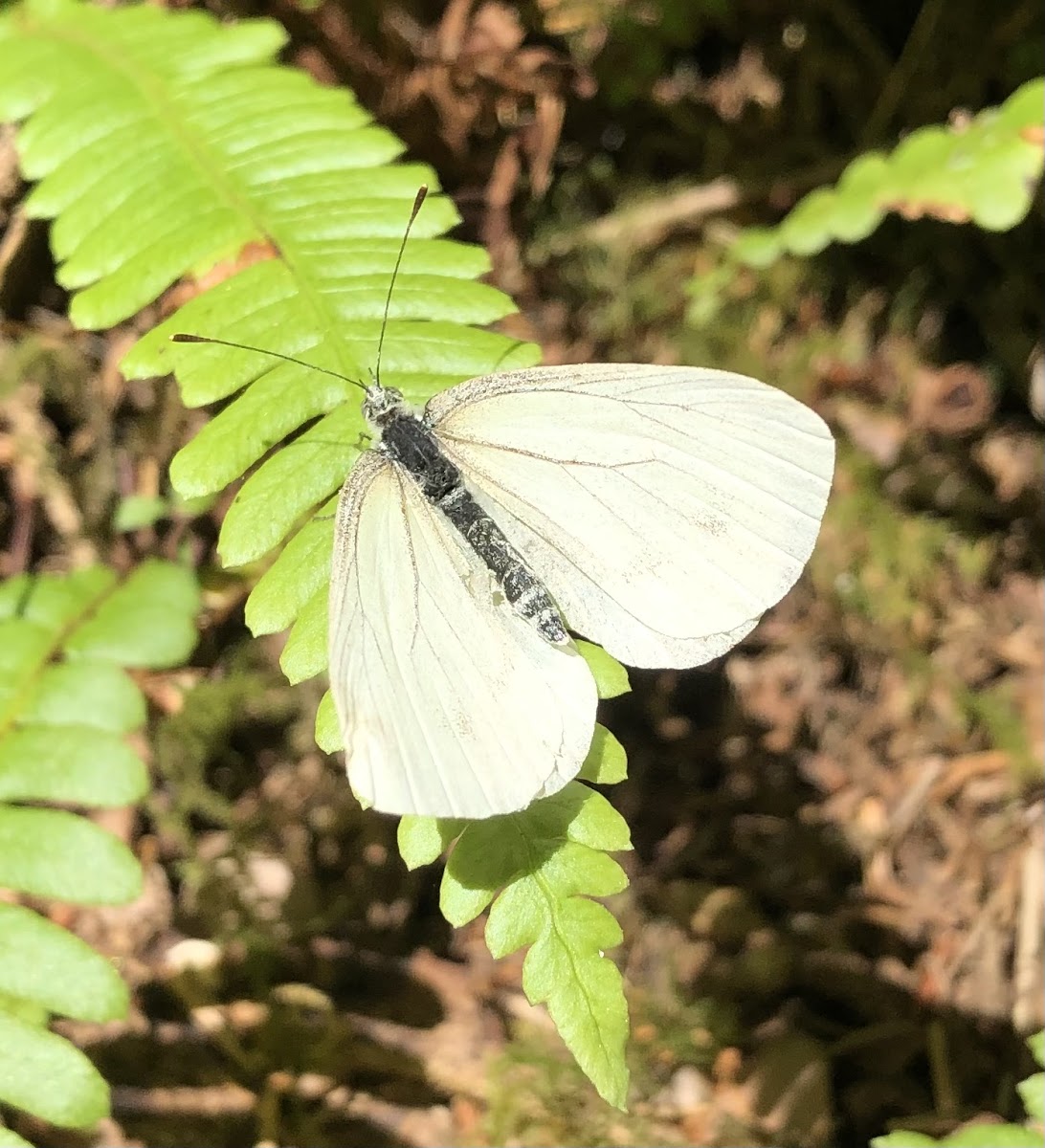 Margined White