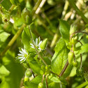 Common Chickweed