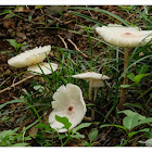 Leucocoprinus meleagris 珠雞斑白鬼傘