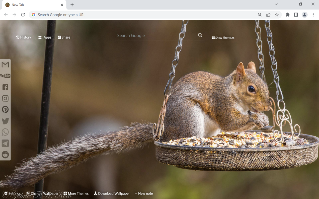 Squirrel Wallpaper New Tab Preview image 1