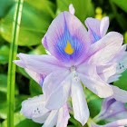 Common water hyacinth