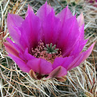 Hedgehog Cactus