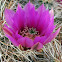 Hedgehog Cactus