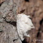 Scale Insect