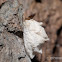 Scale Insect