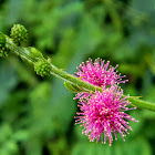 Giant sensitive plant, Giant false sensitive plant, Nila grass.