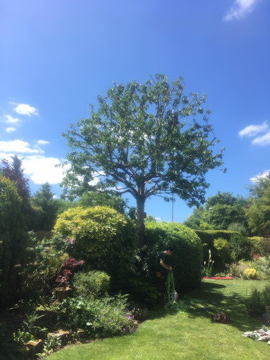 Cherry Tree Pruning After, Dorchester Dorset