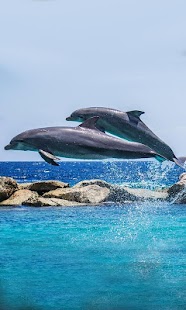 Dolphins Friendly LWP - náhled