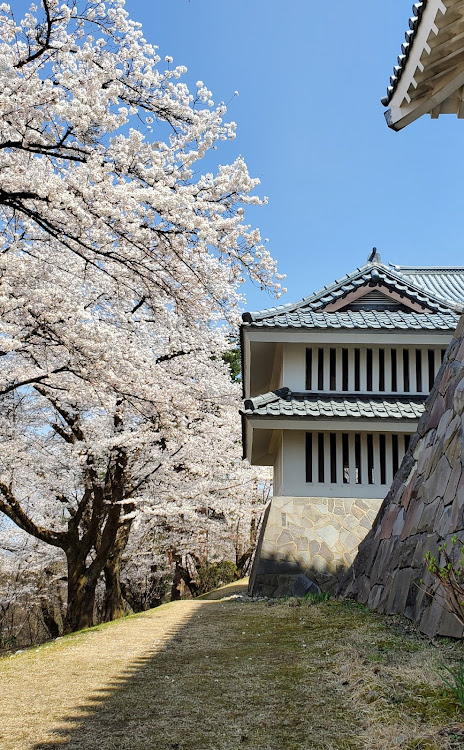 MPVの土手沿いの桜・意外と穴場スポット・城好きだけど、歴史に興味無い・露店の好きなメニューは？・勝手に🚗コラボに関するカスタム事例の投稿画像11枚目
