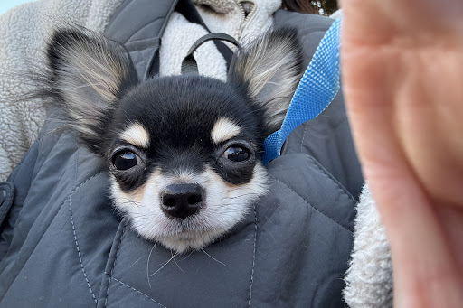 moncheri キルティングメッシュ付きフロントリュック Pets-first