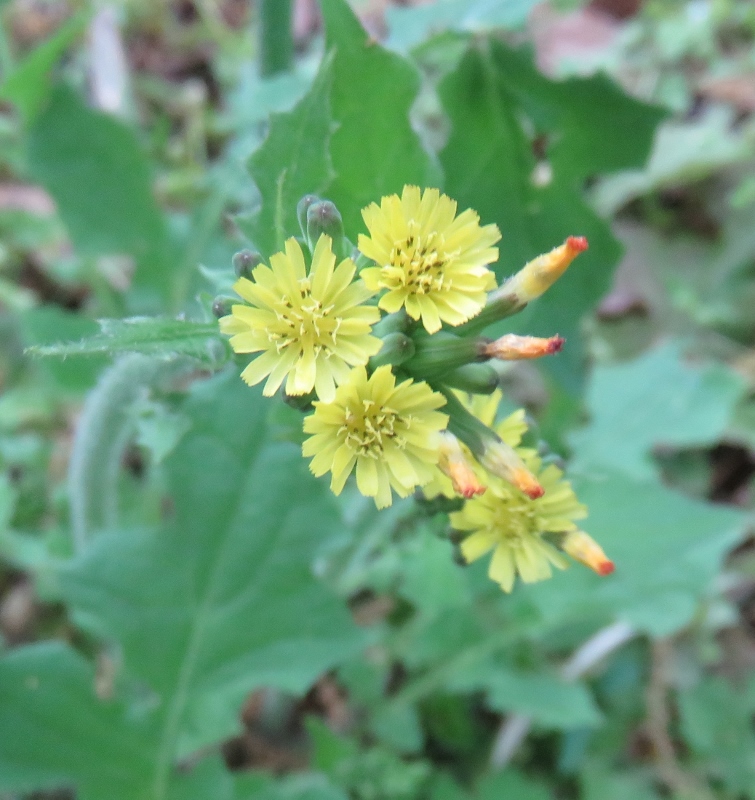 Wild Lettuce