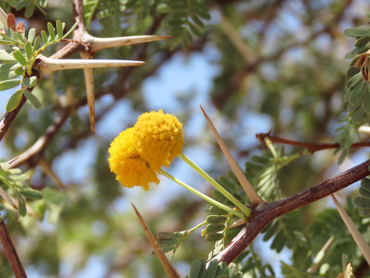 Thorn-tree