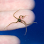 Unknown Brittle Star