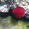 Beadlet Anemone