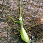 Praying Mantis