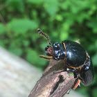 Leather back beetle