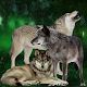 Wolves Attack in Jungle Download on Windows