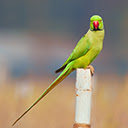 Parrot Wallpapers Theme New Tab