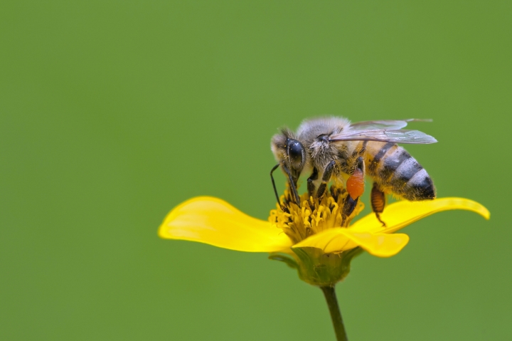 Sul giallo tra il verde di si