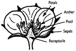 flower parts