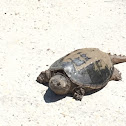 Common Snapping Turtle