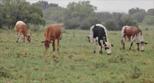 cattle grazing on a farm in the Eastern Cape. Picture sourced