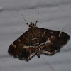 Beet webworm moth