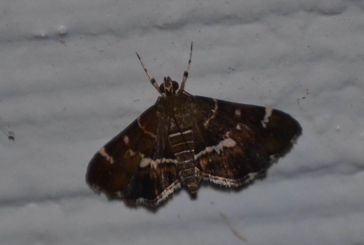 Beet webworm moth