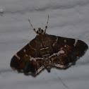 Beet webworm moth