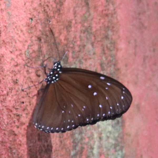 Striped Blue Crow ,male