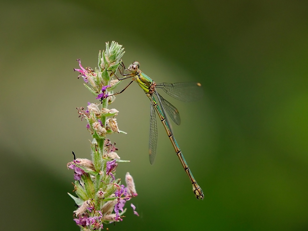 Caballito (Willow emerald damselfly)