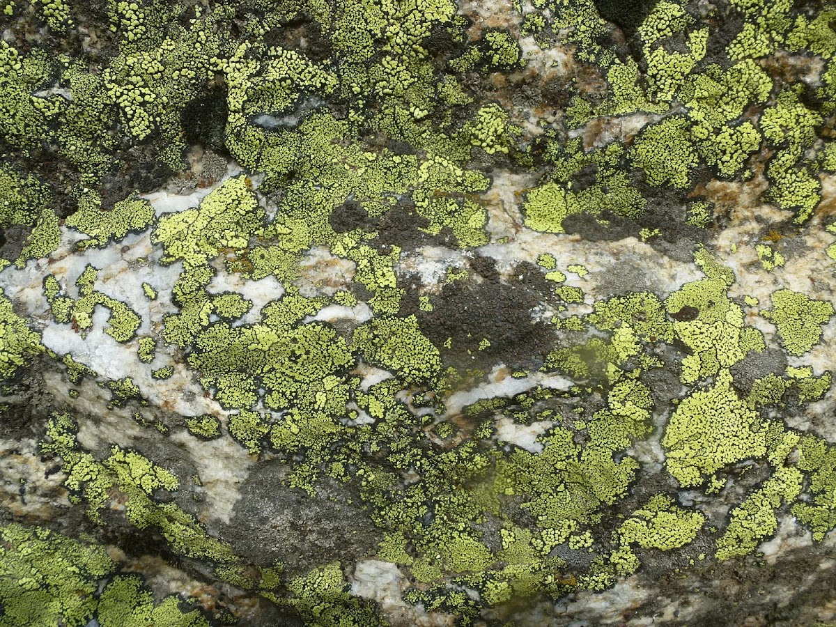Green Map Lichen