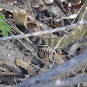 Black tailed rattlesnake