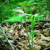 Jack-in-the-Pulpit