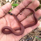 Red-backed Coffee Snake