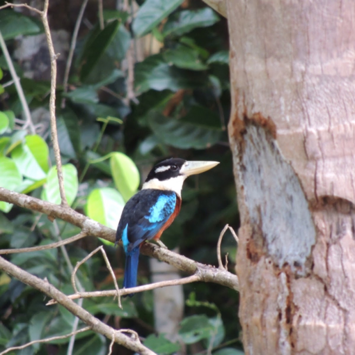 Rofus bellied kookaburra