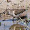 Common Sandpiper; Andarríos Chico