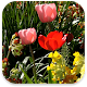 Download Spring Nature Live Wallpaper For PC Windows and Mac 1.2