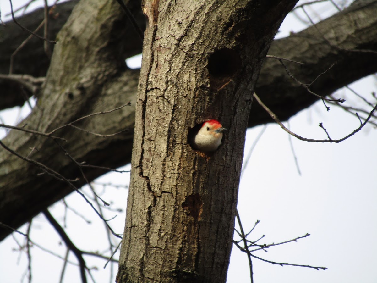 Red-bellied woodpecker