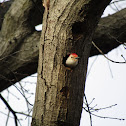 Red-bellied woodpecker