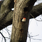 Red-bellied woodpecker