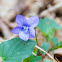 heath dog-violet