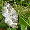 White-banded Toothed Carpet