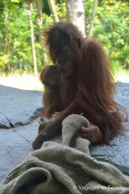 San Diego Zoo - lost forest monkeys